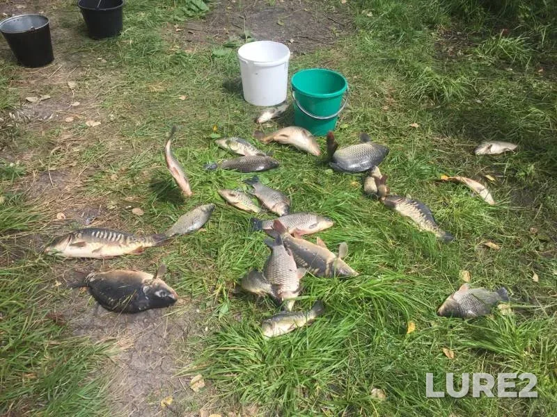 Carp — Khalan, Jul 10, 2016
