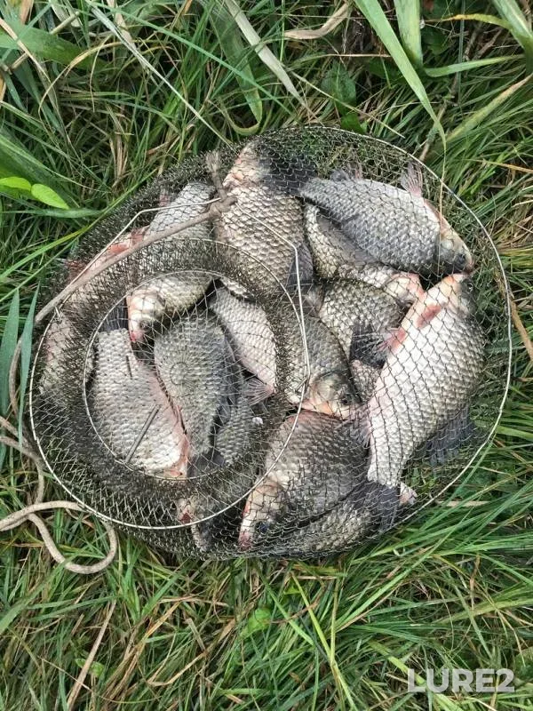 Carp, Crucian carp — Khalan, Aug 29, 2017