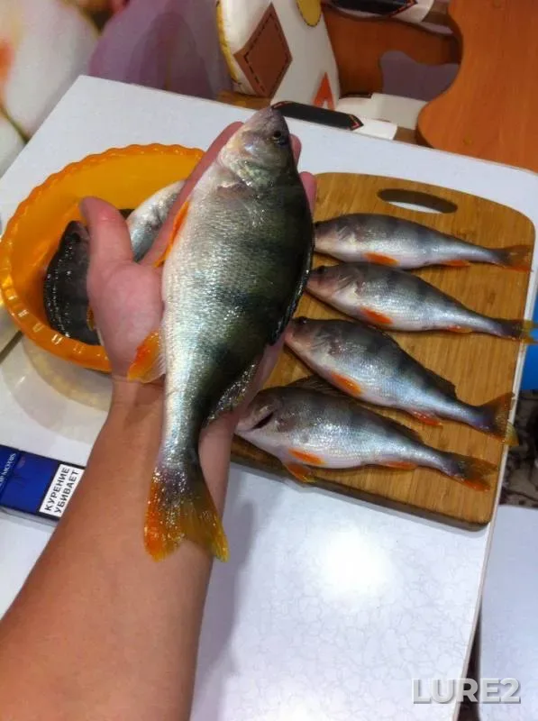 Perch — Varezhka, Dec 03, 2017