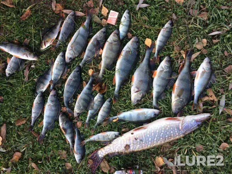 Perch, Pike — Barskiye prudy, Oct 23, 2016