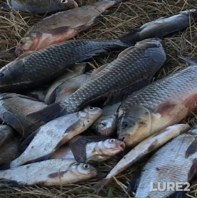 Crucian carp, White bream — Kubanskoye, Jul 29, 2018