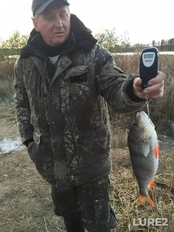 Perch, Zander — Khalan, Oct 14, 2015