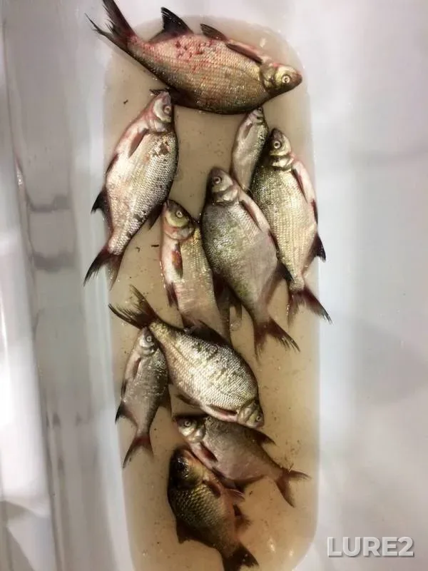 Bream — Shiverga, Jun 22, 2017