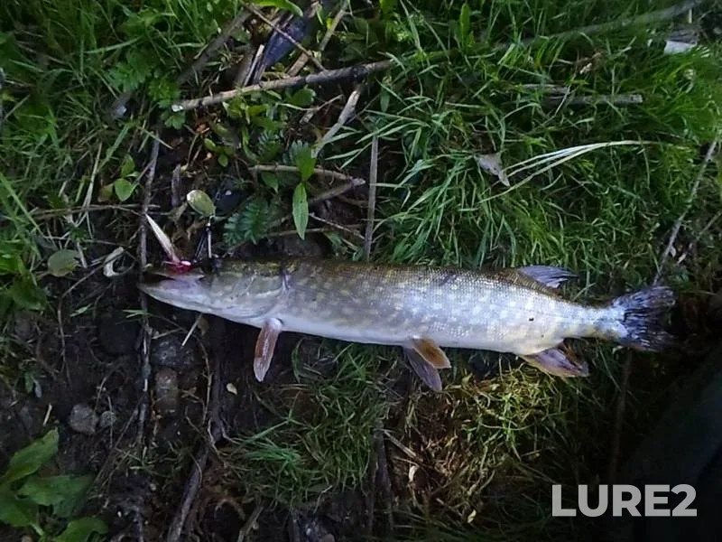 Pike — protoka Derevyanka, Jul 04, 2014