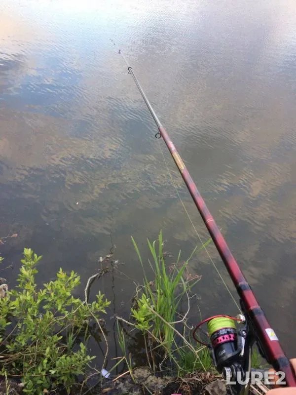 Crucian carp, Roach — Ardym, Jun 10, 2017