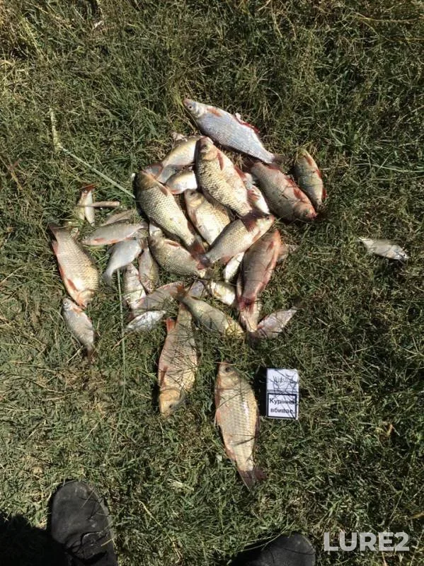 Crucian carp, Rudd — Odeska oblast, Jul 01, 2019