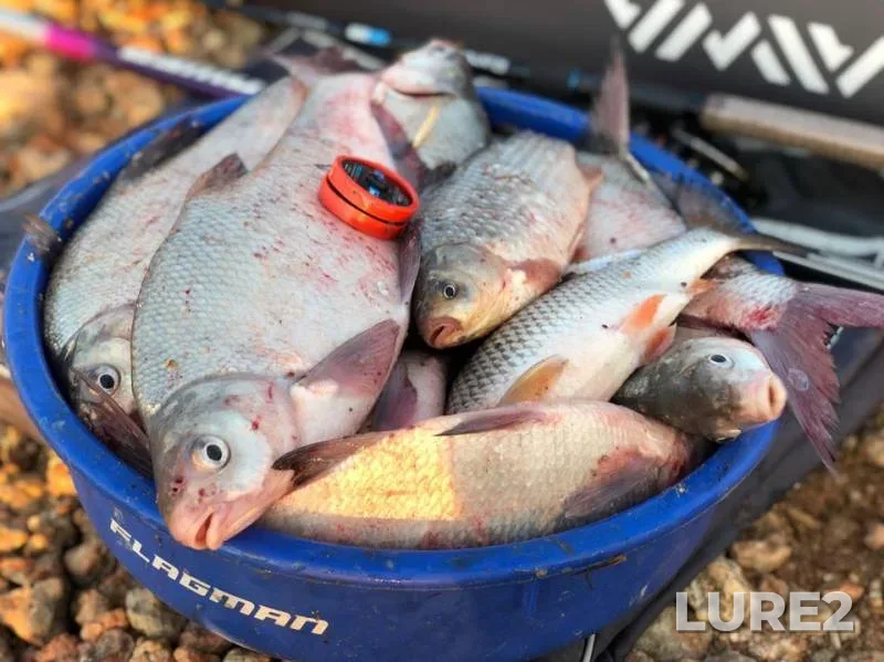 Bream, Crucian carp — Kitay, Apr 05, 2019