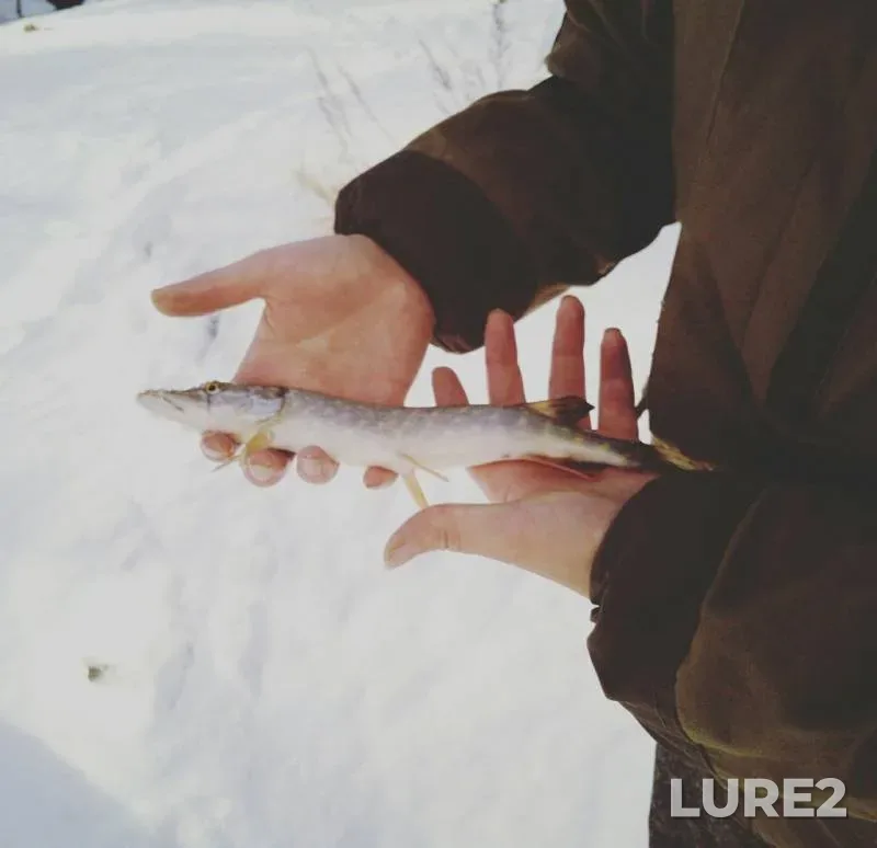 Pike — №1 v parke imeni M.Yu.Lermontova, Mar 03, 2017