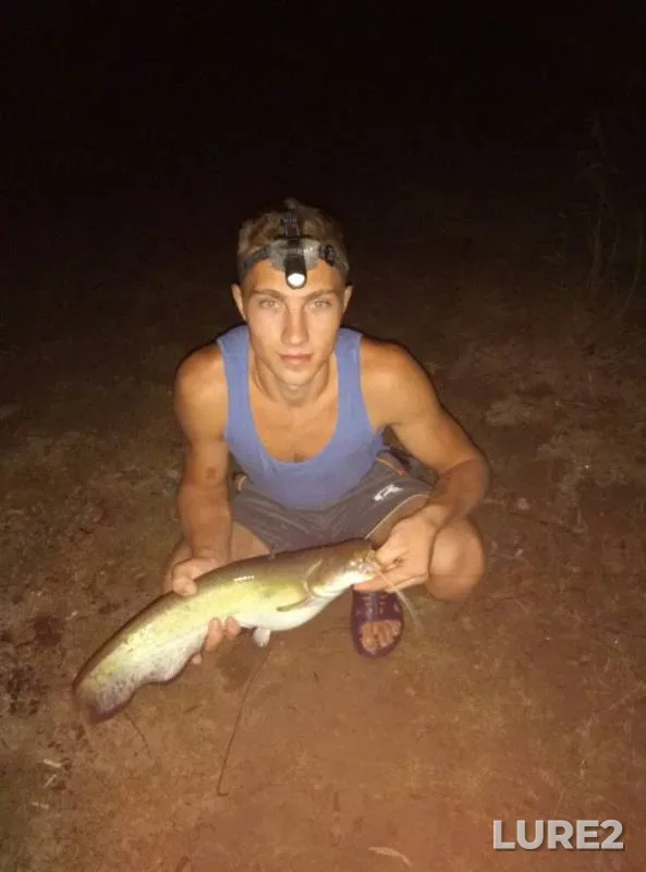 Wels catfish — Odeska oblast, Sep 18, 2017