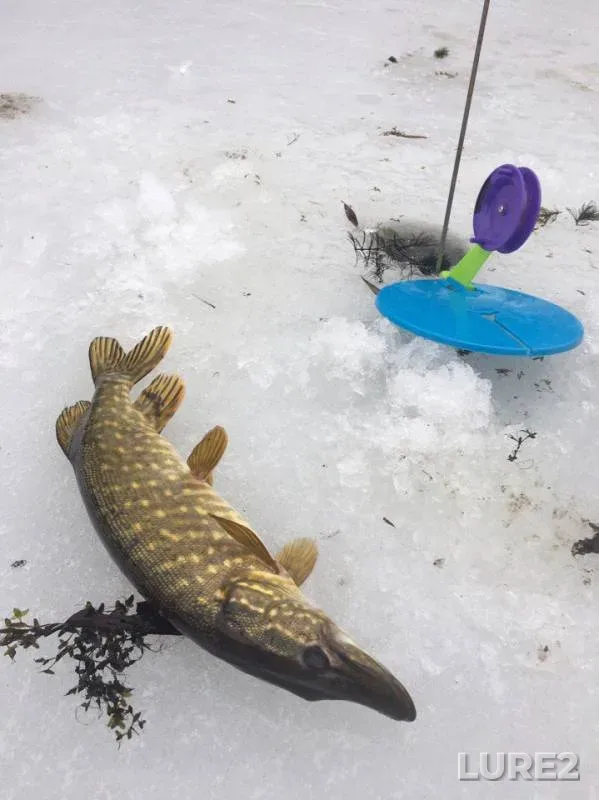 Pike — Kiliyskoye girlo, Feb 05, 2017