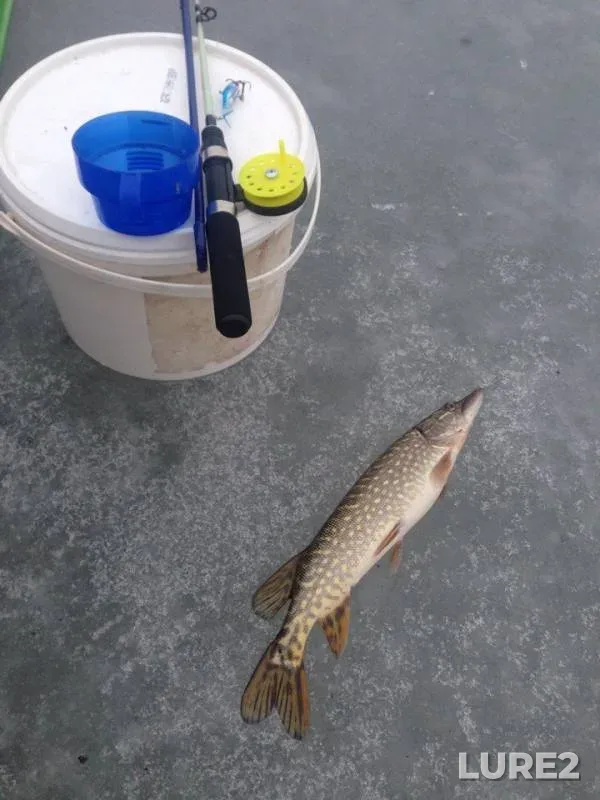 Pike — liman Yalpug, Feb 05, 2017