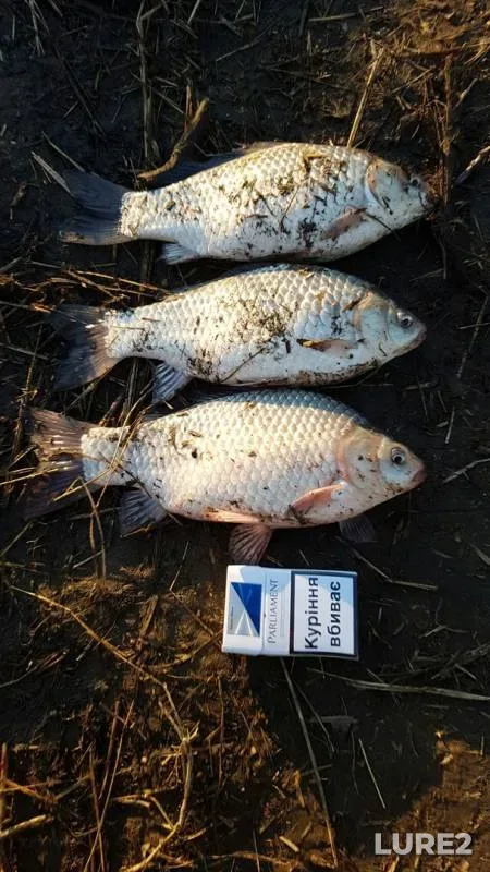 Crucian carp — Odeska oblast, Mar 27, 2017