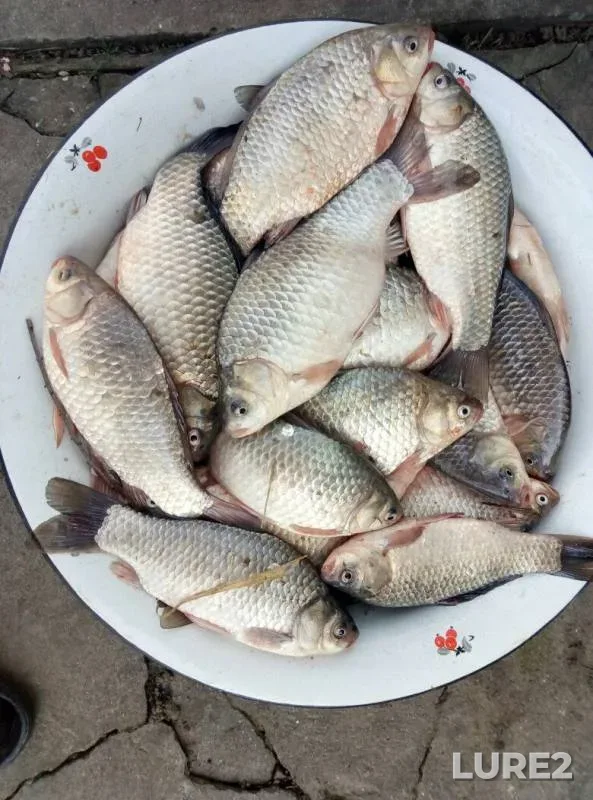 Crucian carp — Odeska oblast, Mar 28, 2017