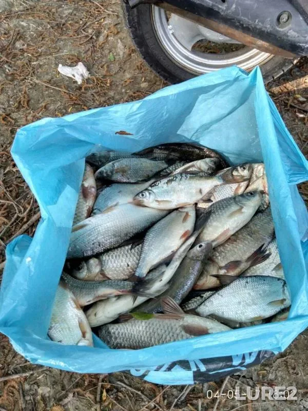 Crucian carp, White bream — Krivoye, May 04, 2017