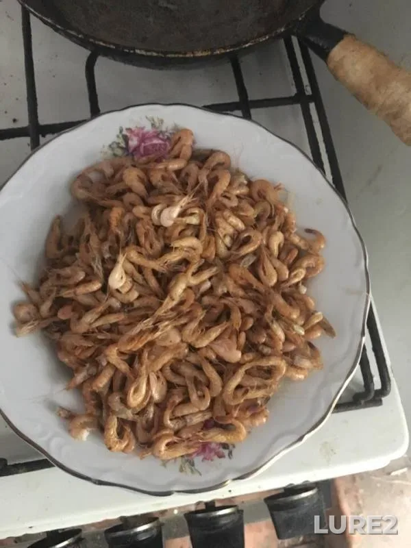Carp, Crucian carp — zaliv Badyk, Jul 19, 2018