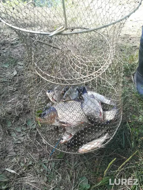 Carp, Crucian carp — Pechet, Aug 15, 2018