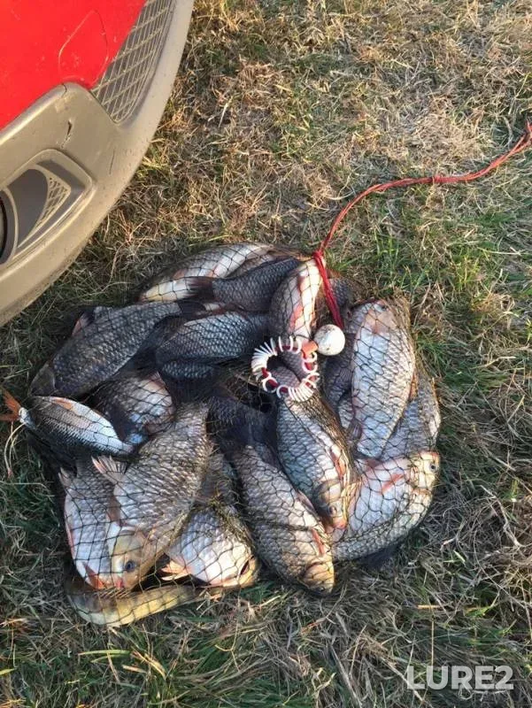 Crucian carp — Bannovskoye, Apr 01, 2019