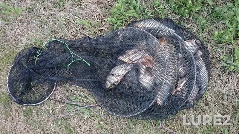 Carp, Crucian carp — Bannovskoye, Apr 13, 2019