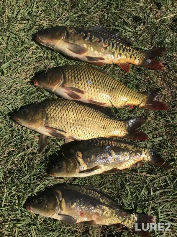 Carp — Pechet, Aug 06, 2018