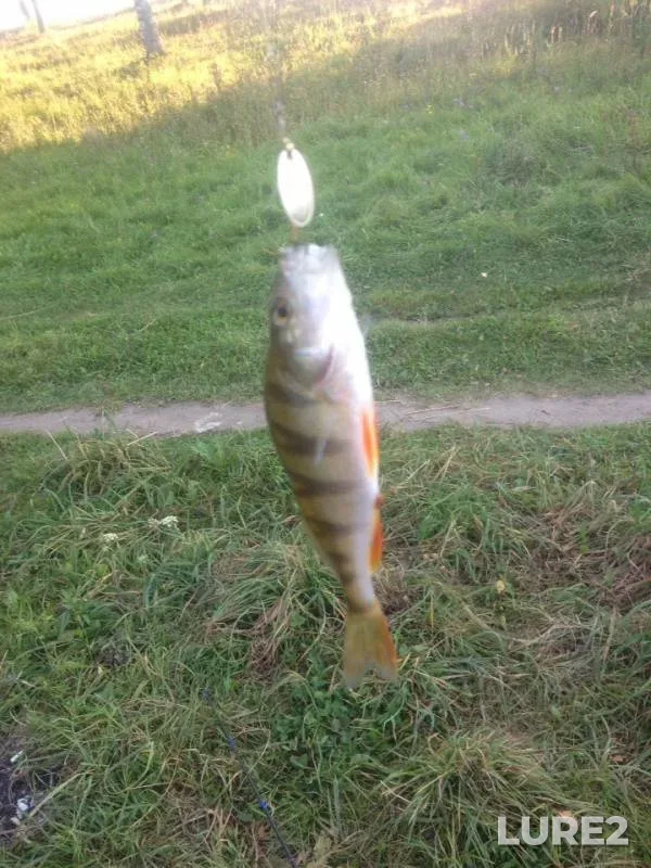 Perch, Pike — Uvod, Sep 04, 2019