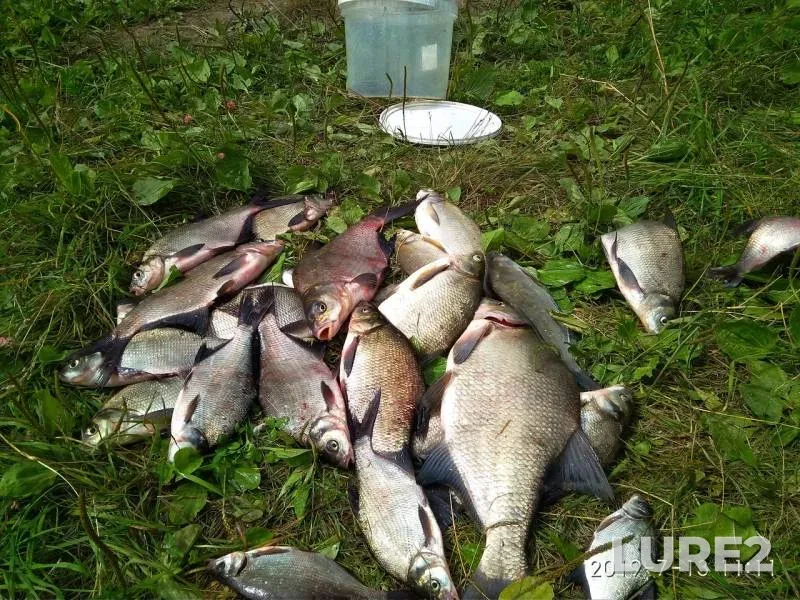 Bream — Yolnat, Aug 20, 2019
