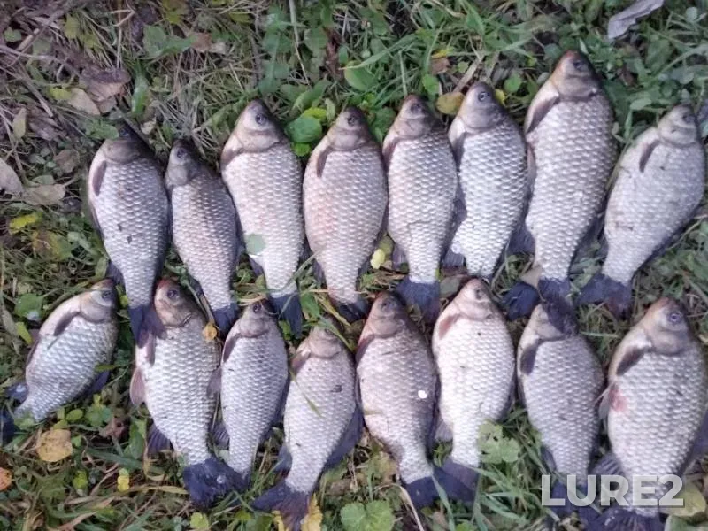 Crucian carp — Shakhmakhta, Oct 03, 2019