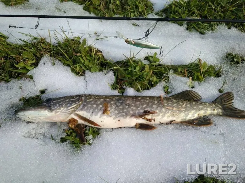 Pike — Matnya, Oct 08, 2019