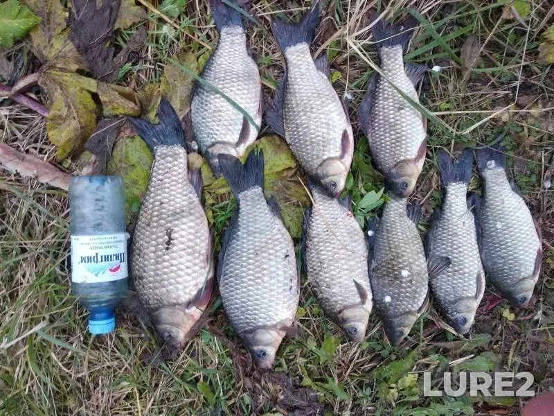 Crucian carp — Shakhmakhta, Oct 10, 2019