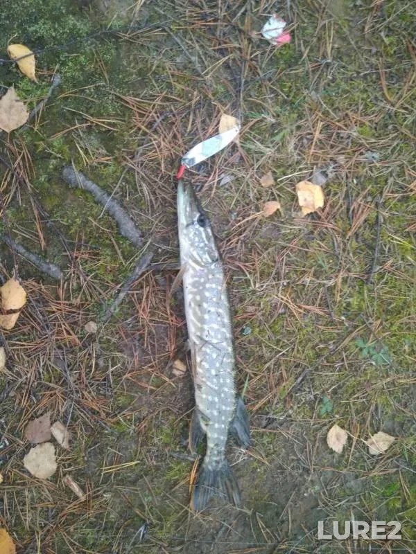 Pike — Vostra, Oct 11, 2019