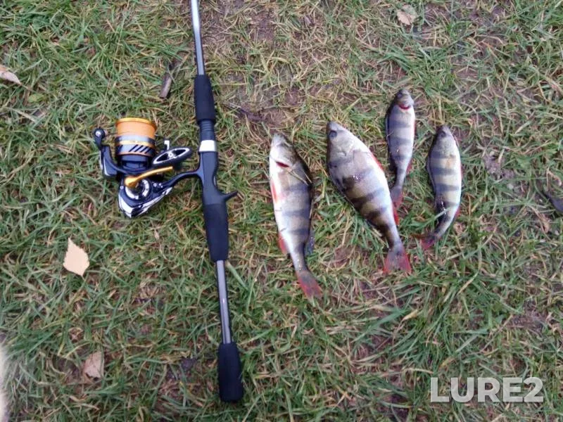 Perch — Shokhonka, Oct 16, 2019