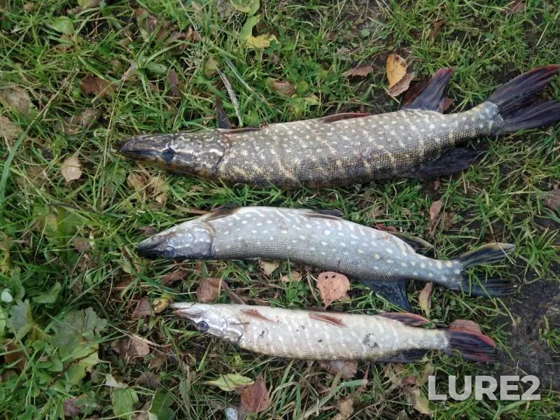 Pike — Ivanovskaya oblast, Oct 17, 2019