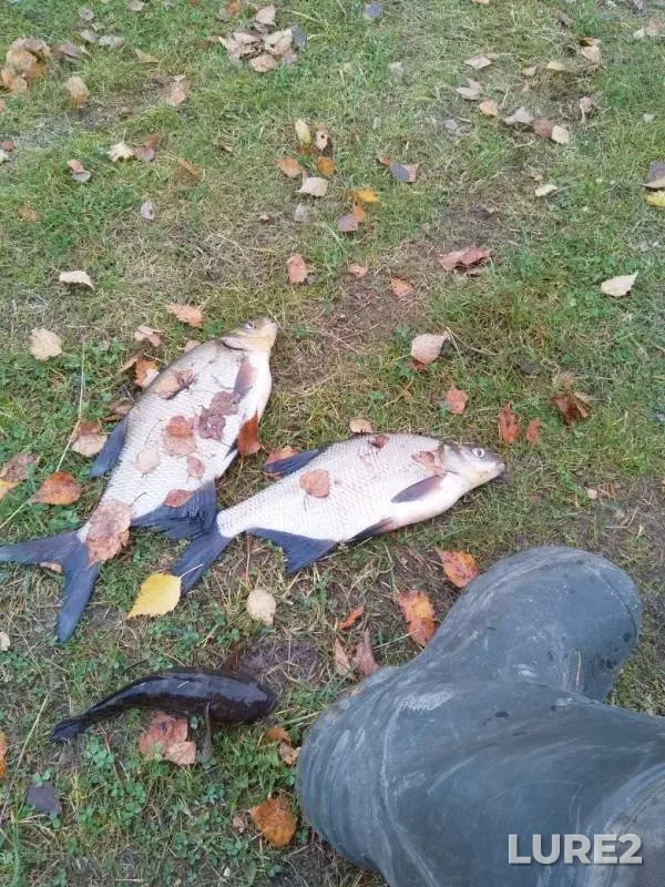 Bream — Volga, Oct 20, 2019