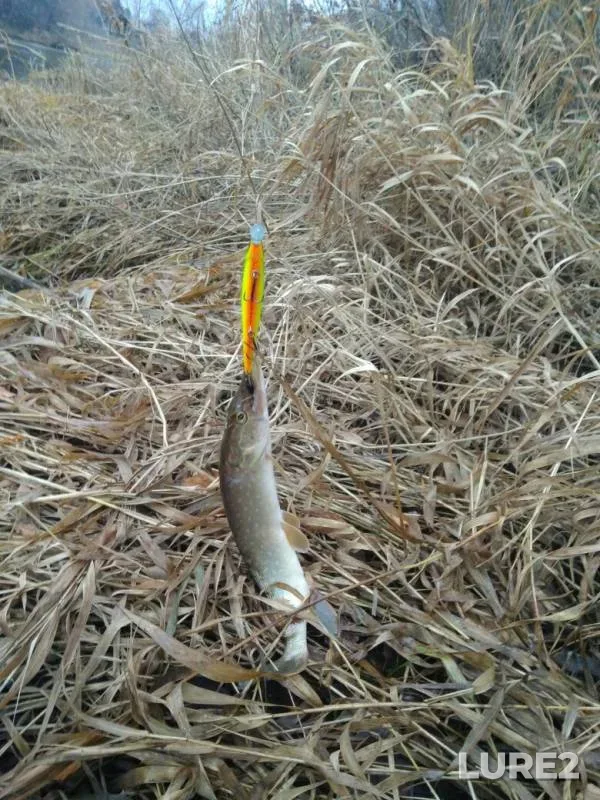 Pike — Teza, Oct 27, 2019