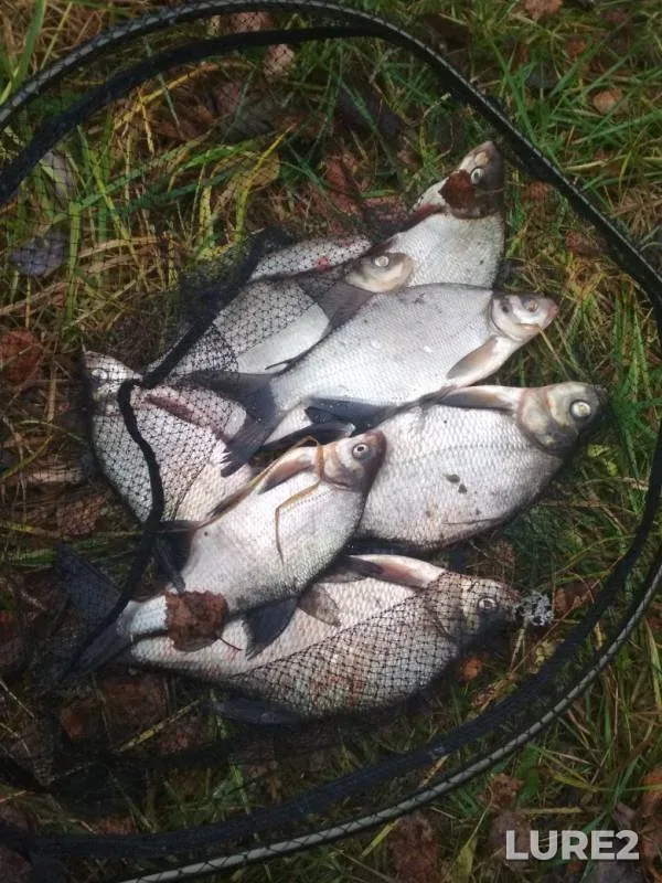 Bream — Volga, Oct 27, 2019