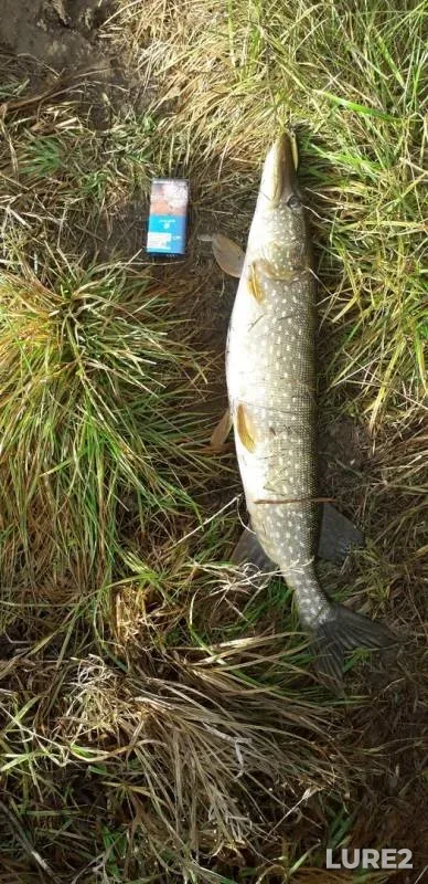 Perch, Pike — Nerl, Nov 07, 2019
