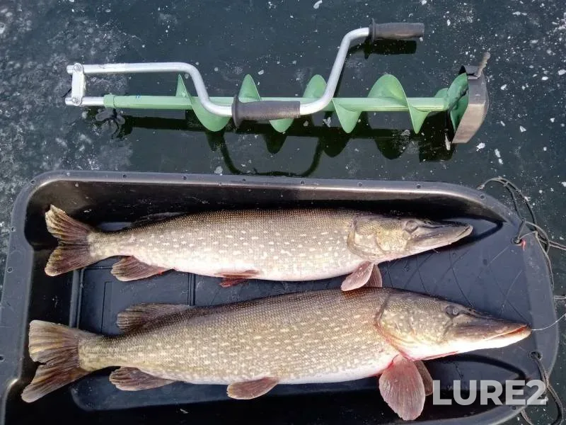 Pike — Murma, Nov 24, 2019