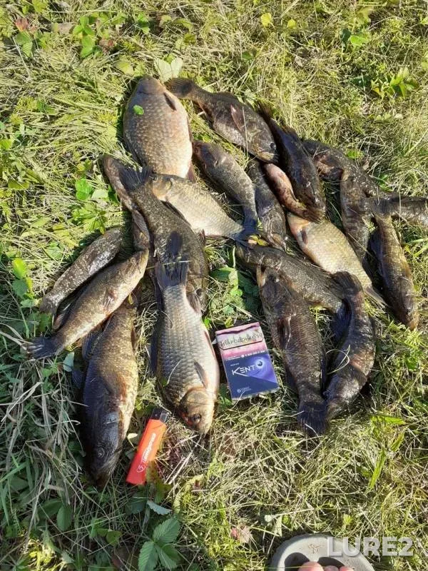 Crucian carp — Respublika Mordoviya, Aug 27, 2019