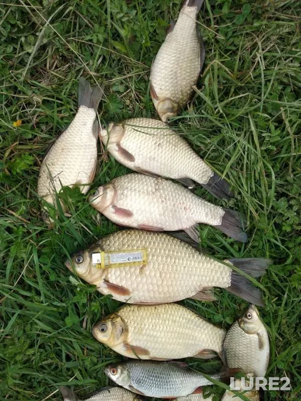 Crucian carp — Shakhmakhta, Aug 24, 2019