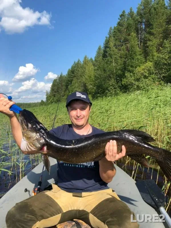 Pike — Arkhangelskaya oblast, Plesetskiy munitsipalnyy okrug, Aug 16, 2019