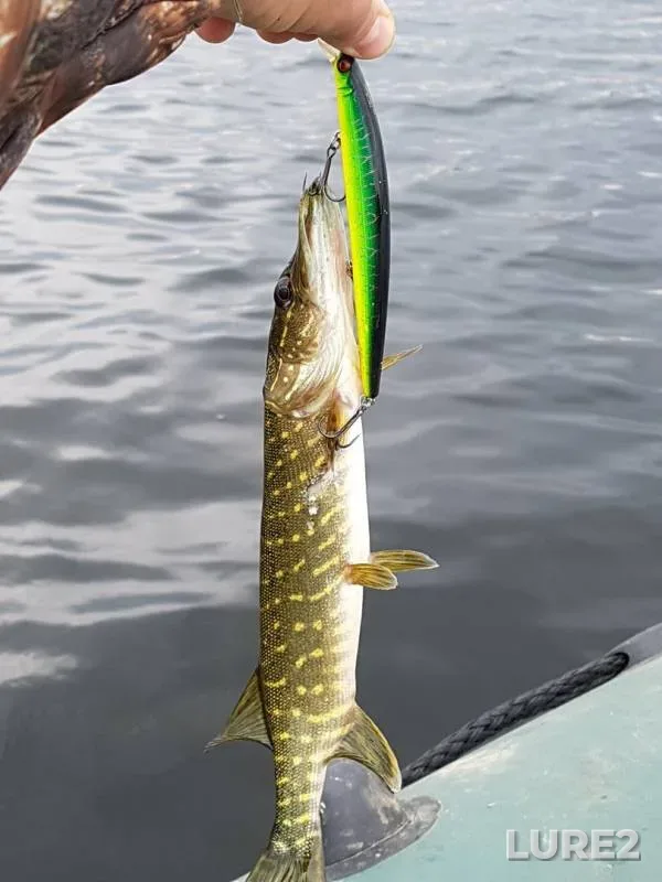 Pike — Krivoye, Oct 12, 2016