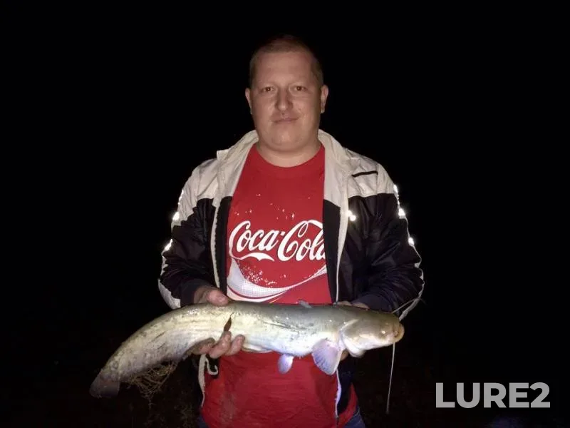 Wels catfish — Odeska oblast, Sep 14, 2016