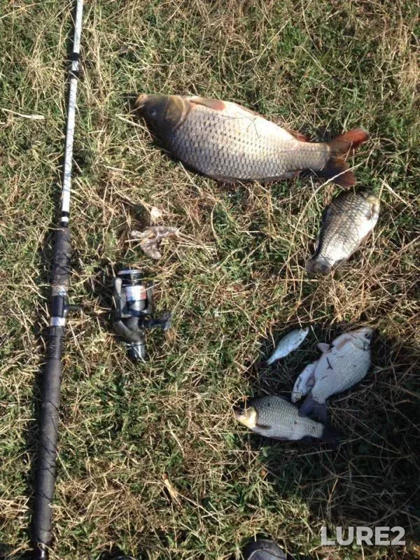 Carp, Crucian carp — Kugurluy, Sep 04, 2016