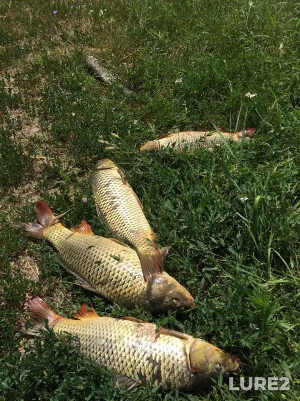 Carp — Kislitskiy rukav, Jul 10, 2016