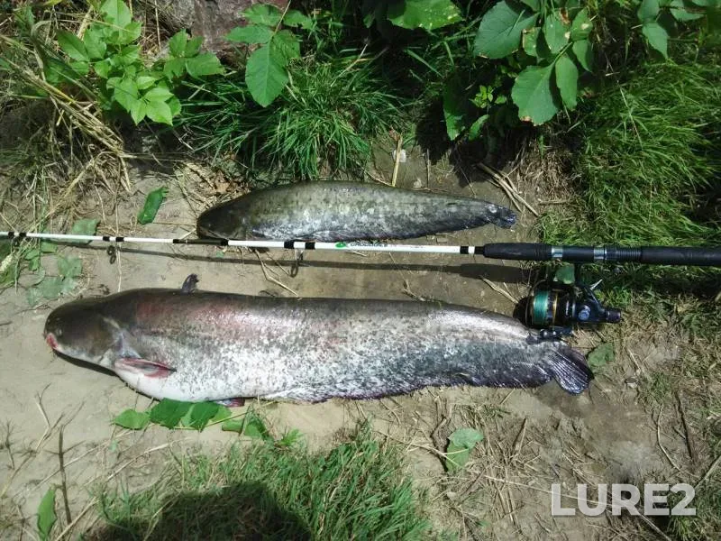 Wels catfish — Zaton 96 km, Jun 27, 2016