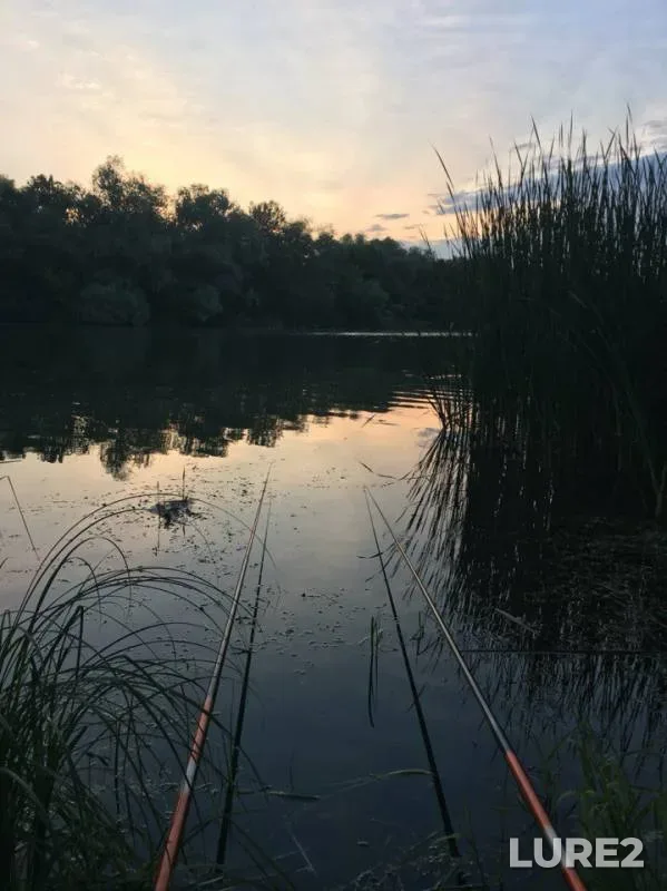 Carp, Crucian carp — Dnestr, Jun 02, 2016