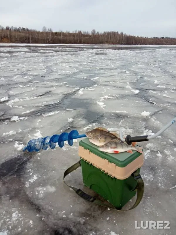 Perch — Rastvorovka, Nov 24, 2019