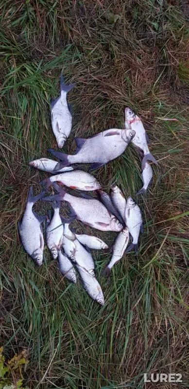 Bream, Roach — Kera, Nov 17, 2019