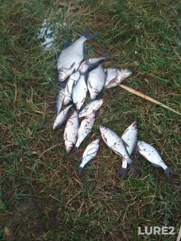 Bream, Roach — Kera, Nov 09, 2019