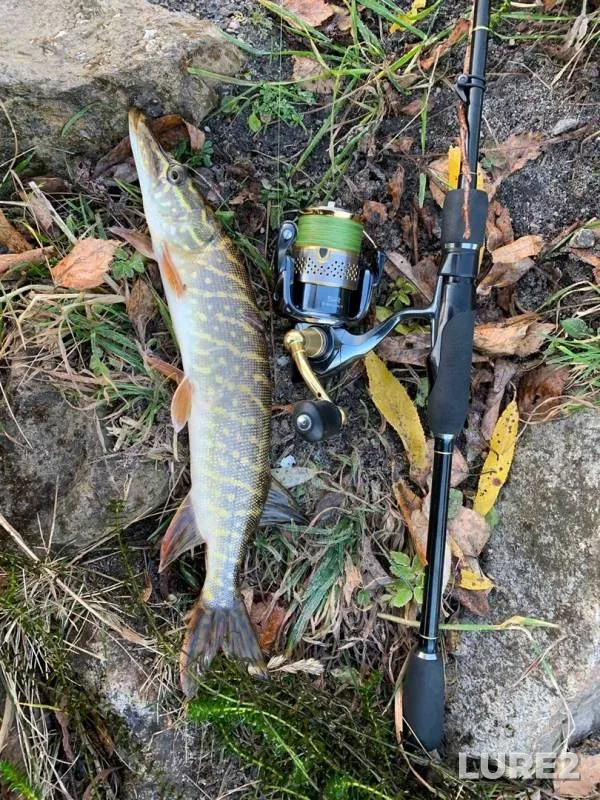 Perch, Pike — Shokhonka, Oct 29, 2019