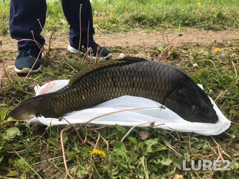Carp — Pechet, Jun 10, 2018